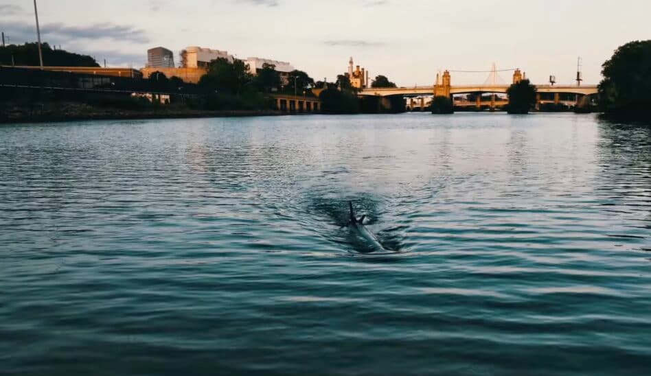 YC-Backed Albacore Swims Into $6.5M Seed Round